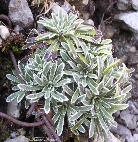 saxifraga hostii subsp raetica